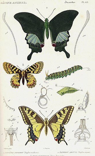 Règne animal — page de titre